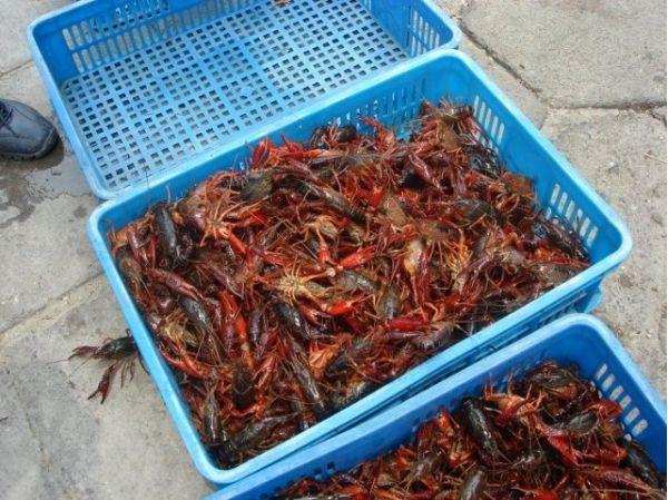 小龙虾养殖：野生虾和养殖虾有什么区别？能不能大量投放野生虾