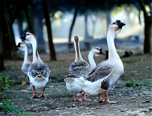 生态养鹅：环保、高效、优质的新型养殖模式