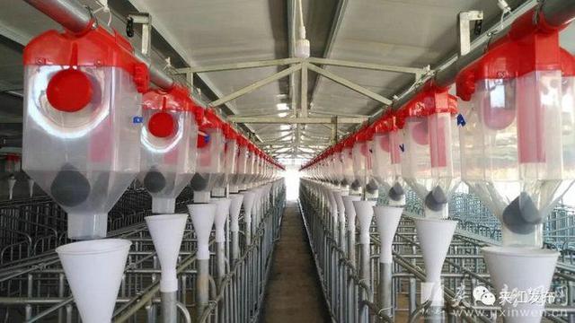 夹江“猪八条”政策 助力生猪产业发展