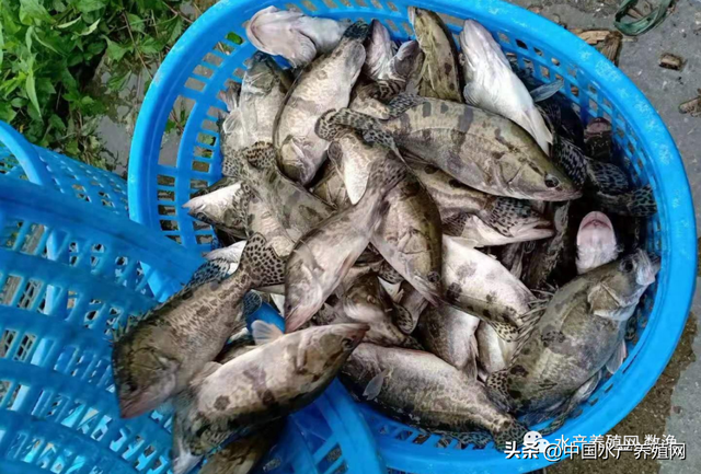 黄颡鱼黑鱼略涨鳜鱼鲈鱼鮰鱼掉价！3月珠江禁渔能拉动广东鱼价吗