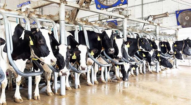 河北定州：奶牛养殖业“牛劲”十足