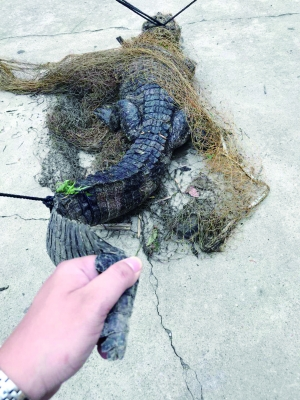 1.6米鳄鱼逃亡潜伏瓜田 瓜农以为是木桩伸手去捡