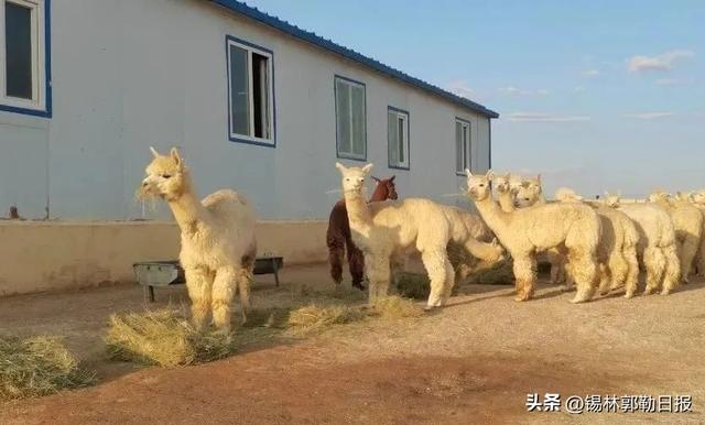 全国最大羊驼养殖基地！又有上千只“神兽”来锡林郭勒草原