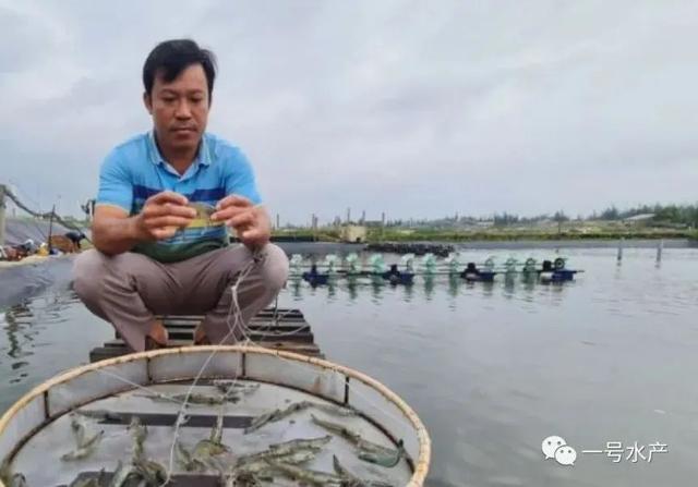 养虾难度大？不急，泰国专家分享7点养虾真经！养殖户速度收好