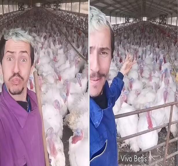 一呼百应！西班牙一农民分享养殖场数百只火鸡模仿自己“说话”