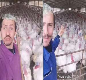 火鸡养殖场图片(一呼百应西班牙一农民分享养殖场数百只火鸡模仿自己“说话”)