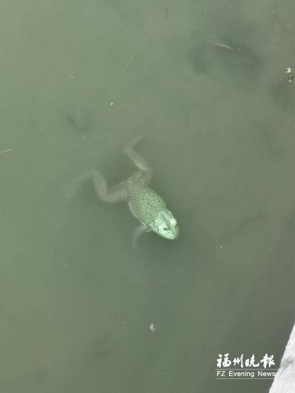福州金山公园发现牛蛙 专家：危害大，请勿放生