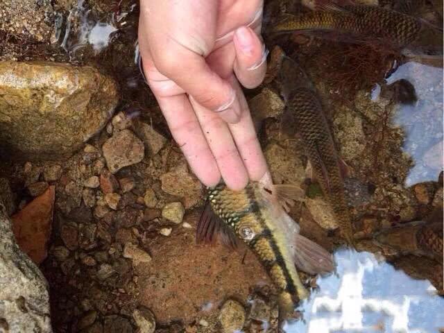 家乡的小溪里有很多溪石斑鱼，只要方法对头，这鱼抢着上钩