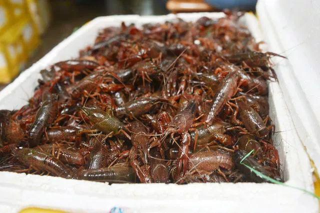小龙虾养殖：野生虾和养殖虾有什么区别？能不能大量投放野生虾