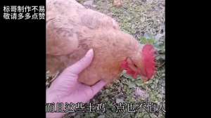 科技苑柴鸡养殖视频(标哥自己家的散养养土鸡，敬请观看)