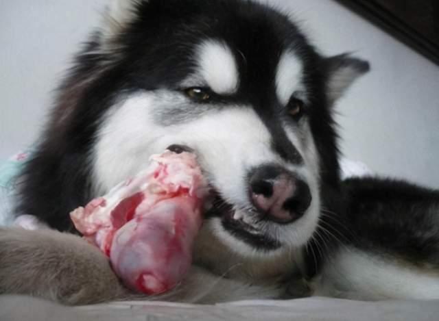 饲养阿拉斯加犬经验总结，一个字“难”