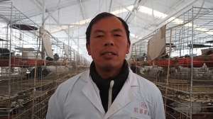 鸡鸭养殖的视频(肉鸽养殖技术分享#家禽养殖技术分享)