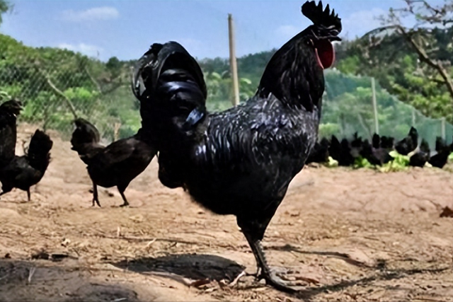 新疆大叔农村找到养鸡秘诀，一只卖400元，一年赚900多万元