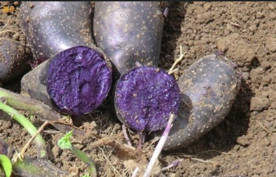 中国农民不常见的黑土豆怎么种，学学这10条种植技术