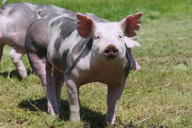 猪的饲养要点和产业特性