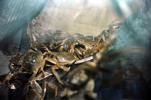 优质大闸蟹的养殖技巧，大闸蟹标准养殖流程