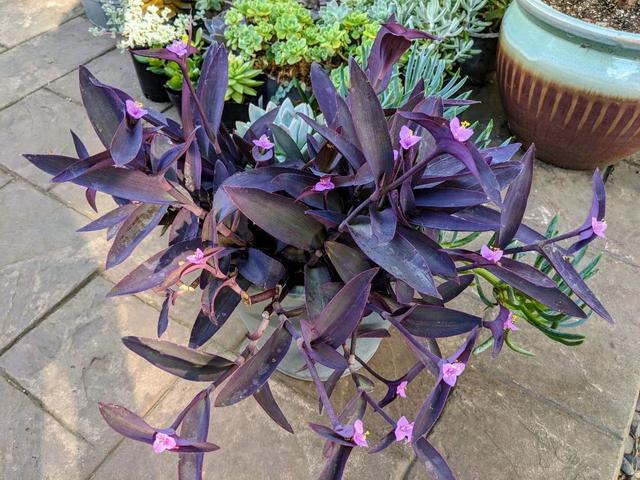 经常被养成室内观叶盆栽的紫竹梅，给点散射光就能开粉紫色小花