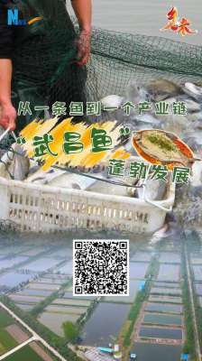 鄂州市长港镇养殖(乡味｜从一条鱼到一个产业链 “武昌鱼”蓬勃发展)