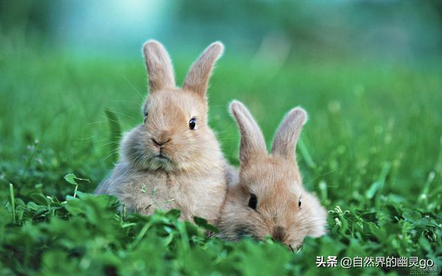 四川每年消耗3亿只兔子，兔子跟不上繁衍速度？事实并非如此