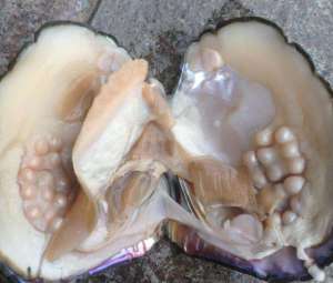 怎么养殖珍珠河蚌(河蚌育珍珠需要注意哪些？这些一定要了解，一起来看看吧)