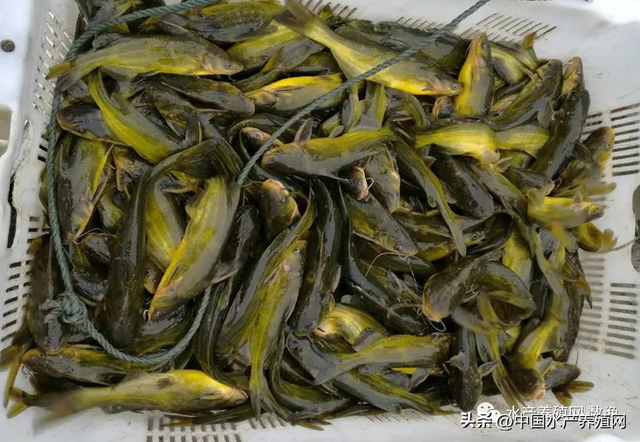 黄颡鱼黑鱼略涨鳜鱼鲈鱼鮰鱼掉价！3月珠江禁渔能拉动广东鱼价吗
