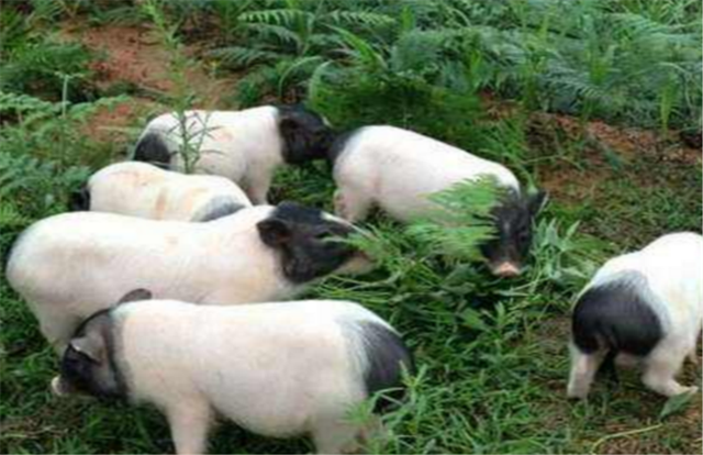 小香猪的养殖方法是什么？怎么进行喂食？它喜欢在什么环境下生长？