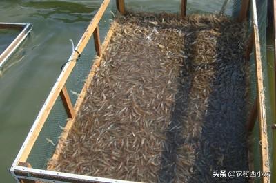 日本沼虾怎么养？日本沼虾的养殖技术