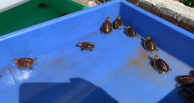 黄缘闭壳龟养殖场龟苗饲养密度多大，怎么养「龟谷鳖老」