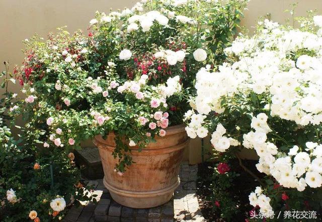在花盆里如何养好月季花，让月季常年开花的技巧