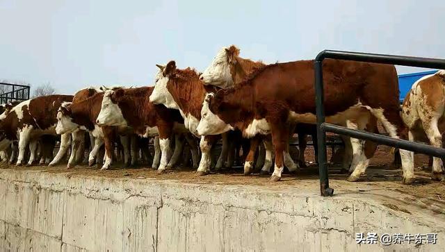 中国农村养殖西门塔尔母牛没有钱赔的因素 只是赚的多与少而已