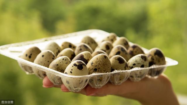 农村养殖鹌鹑，如何提高种蛋孵化率？掌握这3点技术是关键