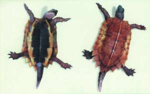 陆龟 养殖证(喜欢养乌龟的注意了家中养乌龟需办证，这些龟未经许可不能养)