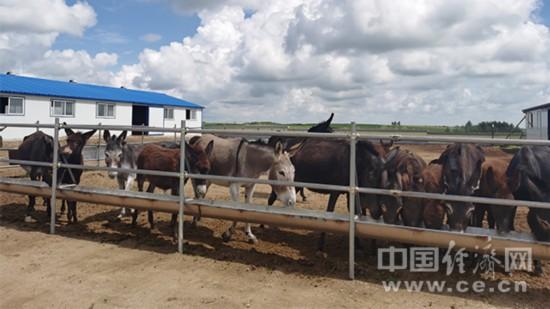 内蒙古的这个小村子为什么会养驴呢？