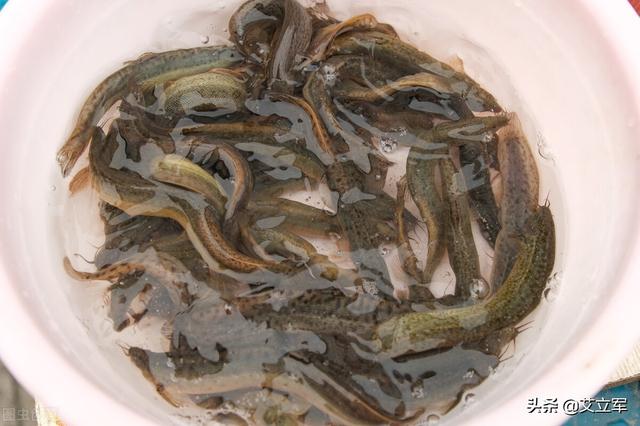 养殖泥鳅和野生泥鳅的区别方法，哪个更营养 ?