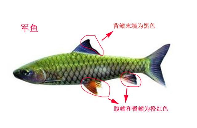 「特种养殖」青波鱼：与军鱼极其相似，养殖潜力大，您见过吗？