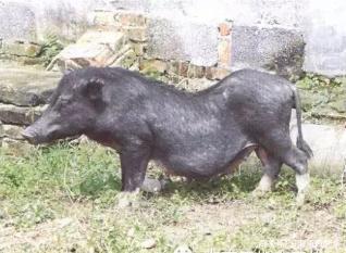海南“五脚猪”，又叫老鼠猪，从后面看有五只脚