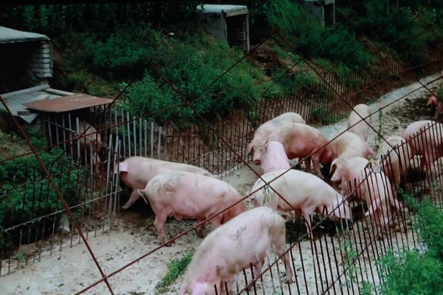河南淮滨：老陆发明的“窑洞” 式猪舍和他养殖的香草猪（组图）