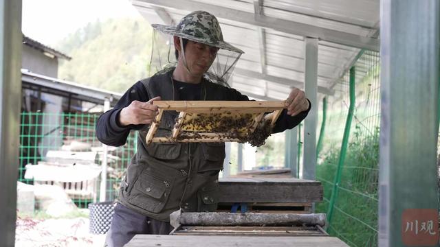 走进川江“第一村”⑥｜巴河水畔，蜜蜂“采”出好“钱景”