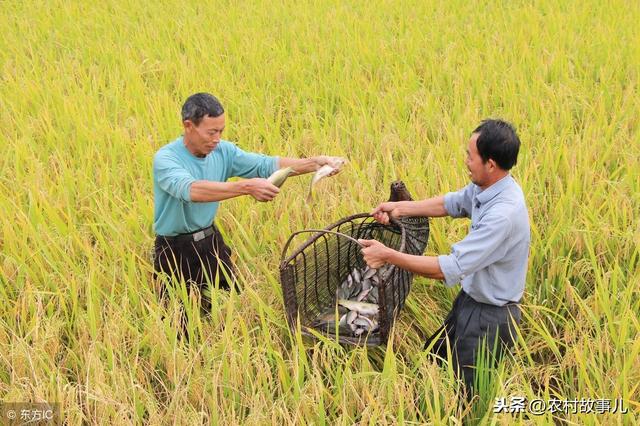 农村稻鱼共养，以鱼补稻，巧妙提高稻田效益，丰富百姓菜篮子