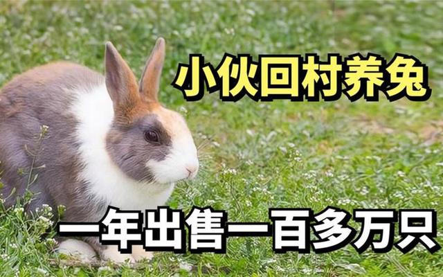 绵阳小伙回村养兔，一年出售一百多万只，他是怎么做到的？