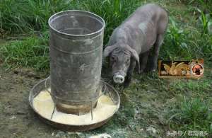 生态黑猪养殖项目(湖北宜昌：农民创办生态黑猪养殖场，黑猪吃玉米、豆渣、青草)
