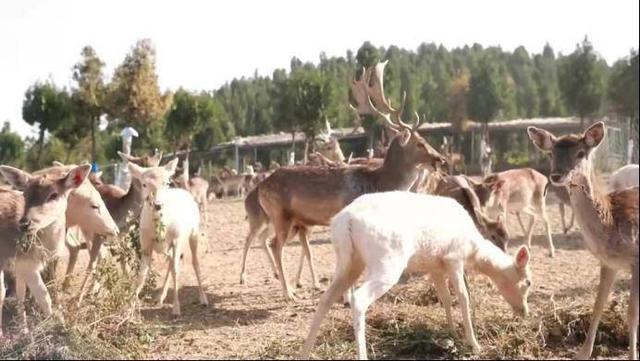 促农增收 致富有“鹿”！山东兰陵县趟出特种养殖新路子
