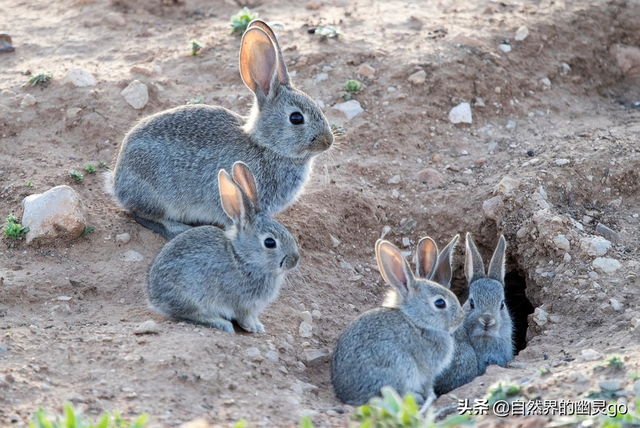 四川每年消耗3亿只兔子，兔子跟不上繁衍速度？事实并非如此