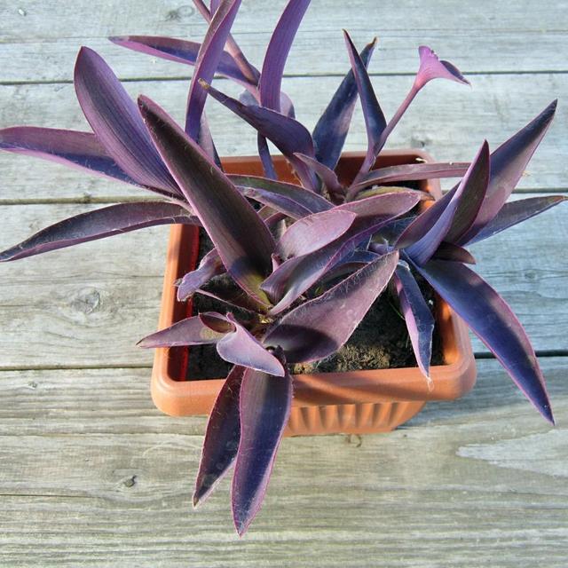 经常被养成室内观叶盆栽的紫竹梅，给点散射光就能开粉紫色小花