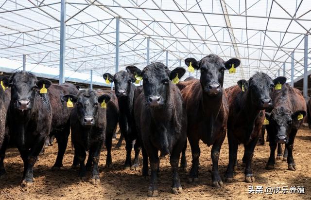 未来10年，规模牛场和家庭牛场，到底谁能成为肉牛产业的主力军？