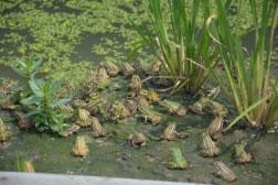 人工养殖青蛙要注意哪些方面，场地、方法、管理、病虫害