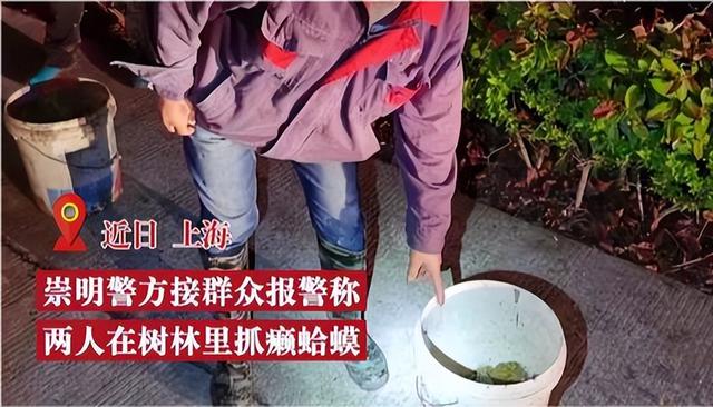 上海夫妻抓121只癞蛤蟆被传唤，癞蛤蟆能干啥？网友：上万元一斤