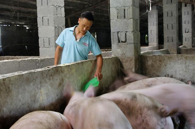 湖北利川：“猪倌”成了产业发展“带头人”