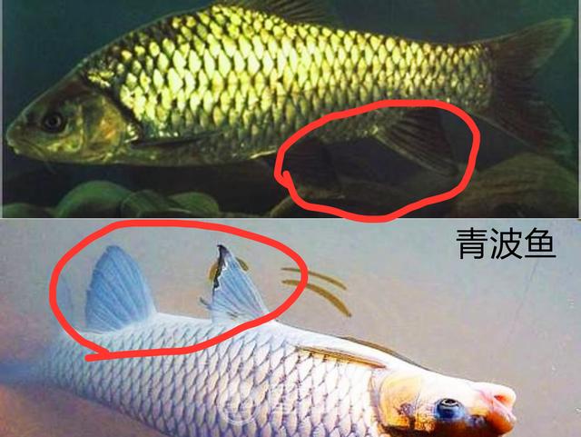 「特种养殖」青波鱼：与军鱼极其相似，养殖潜力大，您见过吗？