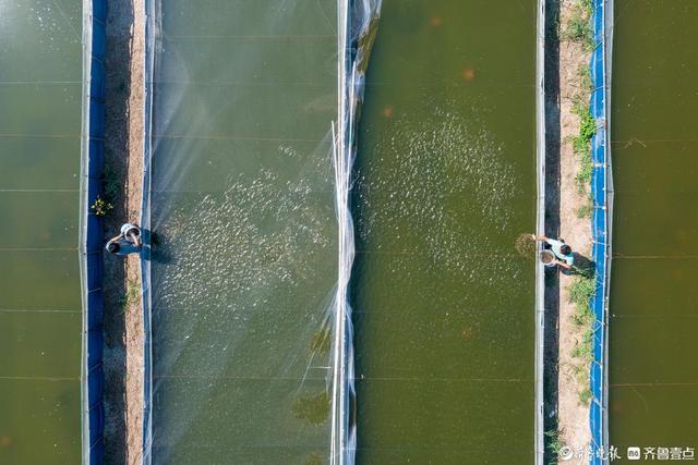 德州陵城区：水蛭养殖成致富“软黄金”